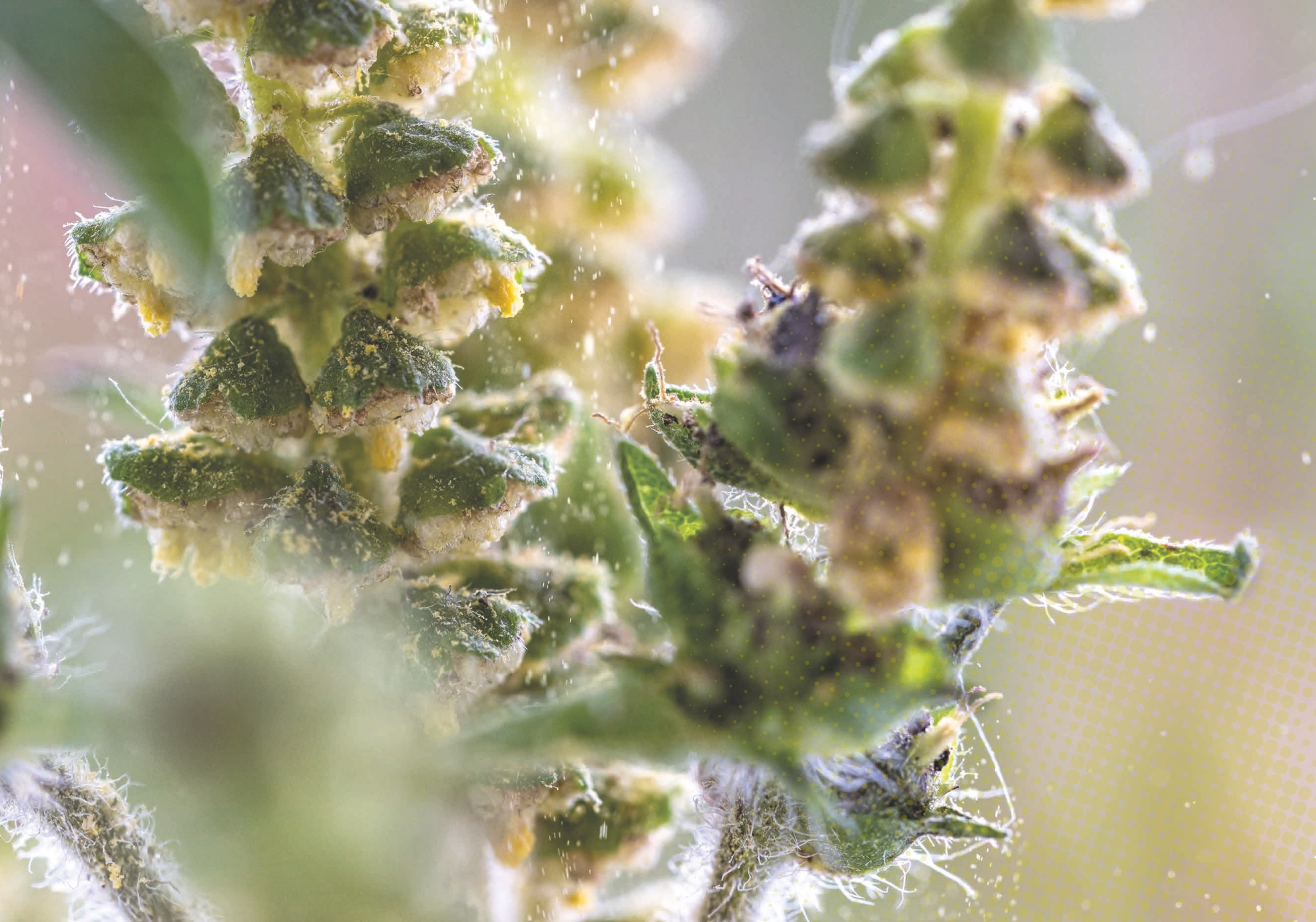 Evaluación completa de tus alergias